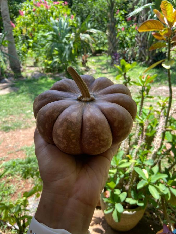 Encantadora Villa Maya Tradicional En Rancho Agroecologico Tzucacab Екстер'єр фото